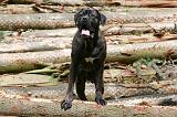 CANE CORSO 990